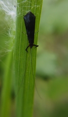 Mystacides azureus