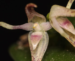 Pleurothallis anceps