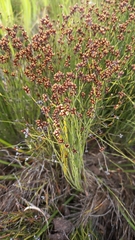 Elegia microcarpa
