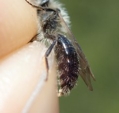 Hoplandrena