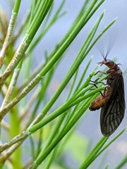 Protosialis americana
