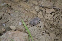 Bufotes viridis viridis