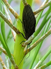 Protosialis americana
