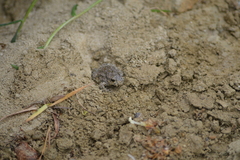 Bufotes viridis viridis