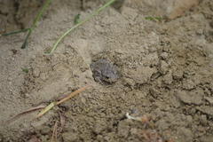 Bufotes viridis viridis