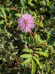 Mimosa strigillosa