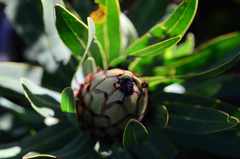 Chirodica