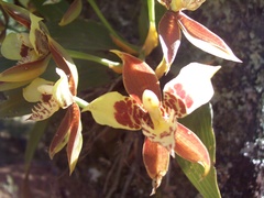 Rhynchostele maculata