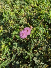 Mimosa strigillosa
