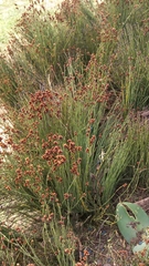 Elegia microcarpa