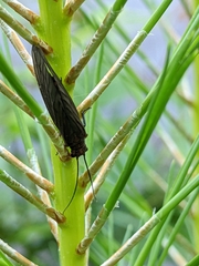 Protosialis americana