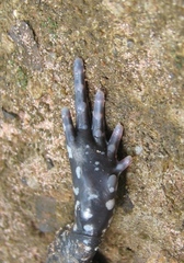 Dermatonotus muelleri