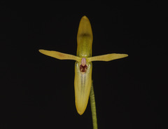 Pleurothallis andreae