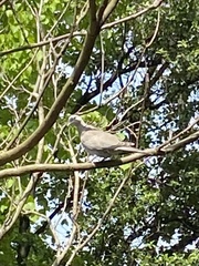 Streptopelia decaocto