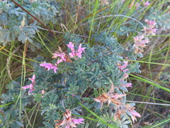 Indigofera praetermissa