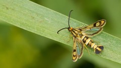Chamaesphecia tenthrediniformis