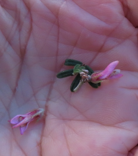 Image of Indigofera praetermissa by (c) linkie, some rights reserved (CC BY)