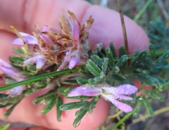 Indigofera praetermissa