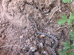 Crotalus oreganus concolor