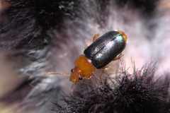 Chirodica