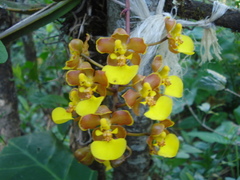 Trichocentrum bicallosum