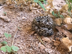 Crotalus oreganus concolor