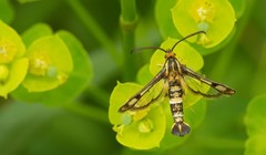 Chamaesphecia tenthrediniformis