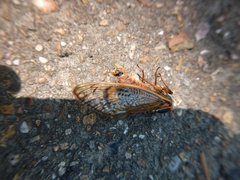 Magicicada tredecim