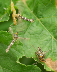 Chamaesphecia tenthrediniformis