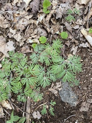 Dicentra canadensis