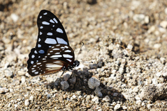 Graphium leonidas