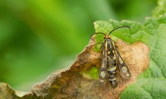 Chamaesphecia tenthrediniformis
