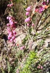 Erica irregularis