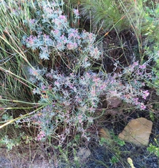 Indigofera praetermissa