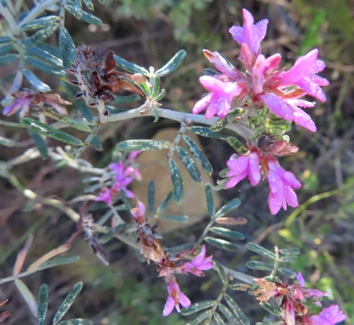 Image of Indigofera praetermissa by (c) linkie, some rights reserved (CC BY)