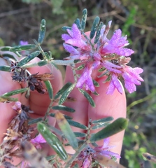 Indigofera praetermissa