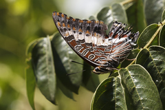Charaxes saturnus