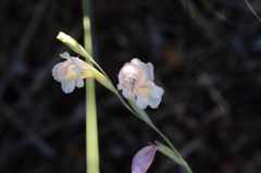 Gladiolus martleyi