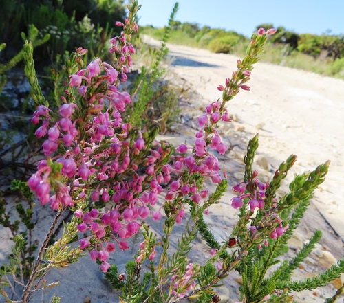 Image of Erica irregularis by (c) linkie, some rights reserved (CC BY)