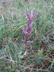 Gentianella praecox