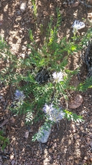 Astragalus laxmannii