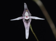 Pleurothallis anthrax