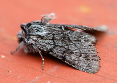 Pleromelloida conserta