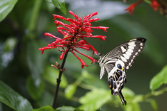 Papilio ophidicephalus