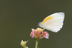 Mylothris rueppellii