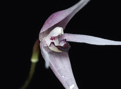 Pleurothallis anthrax