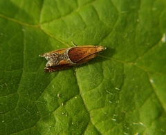 Ancylis obtusana
