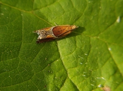 Ancylis obtusana