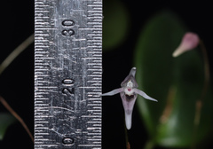 Pleurothallis anthrax