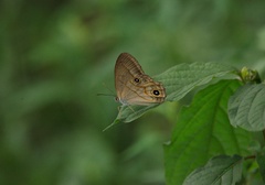 Lethe syrcis